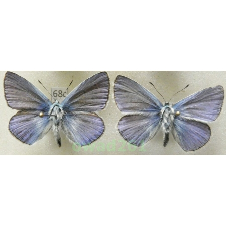 Polyommatus thersites (Cantener, 1835) 2xmale Poland68c